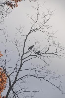 One Crow, One Crow, Two Crows, Gone Crows