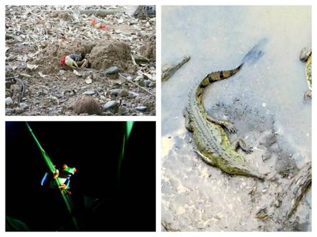 Reptiles and crustaceans in Costa Rica