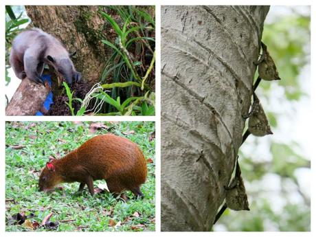 Unusual mammals in Costa Rica