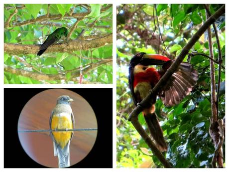 Tropical birds in Costa Rica