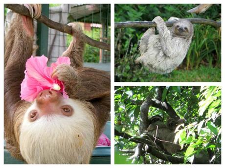 Sloths in Costa Rica