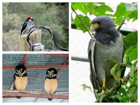 Birds in Costa Rica