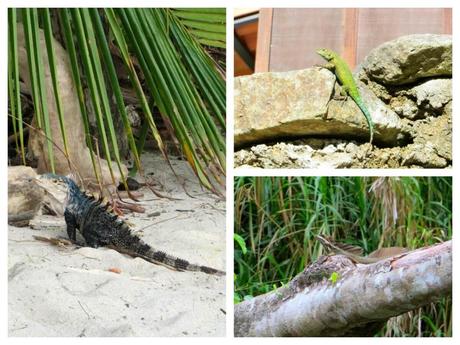 Lizards in Costa Rica