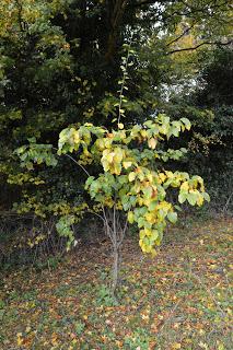 Tree Following - November - the tree pauses