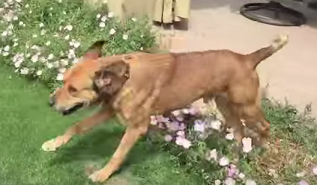 Dog chained for 10+ years enjoys new life because of a caring stranger