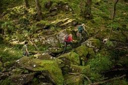 Walking in a Welsh rainforest