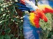 Mexico’s Parrot Trade Exposed