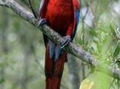 Mexico Role Illegal Parrot Trade