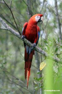 Mexico has big role in the illegal parrot trade