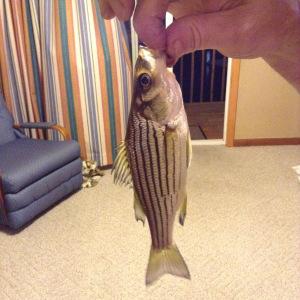 MY TRIP TO CROSSVILLE TENNESSEE…COME JOIN ME!