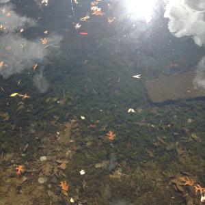 MY TRIP TO CROSSVILLE TENNESSEE…COME JOIN ME!