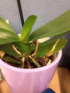 The neglected desk orchid