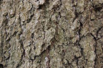 Nyssa sylvatica Bark (08/11/2015, Kew gardens, London)