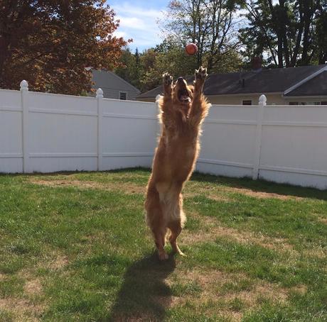 Golden Retriever dog catching a ball #mondaymischief