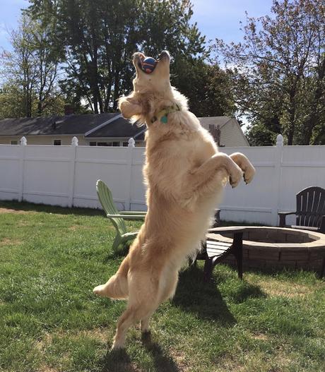 Golden Retriever dog catching a ball #mondaymischief