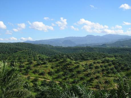 World’s Largest Ecological Study on Palm Oil Deforestation Releases Five Year Review