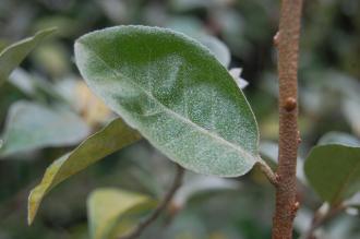 Elaeagnus umbellata Leaf (08/11/2015, Kew Gardens, London)