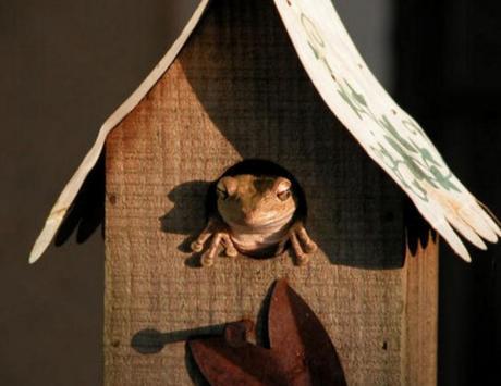 Top 10 Unusual Animals Inside Bird Houses