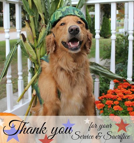 Golden Retriever dog dressed as army soldier for Veterans Day honoring veterans