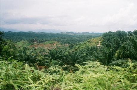 Who’s Responsible for Palm Oil Deforestation—Small Farmers or Big Companies? – The Equation