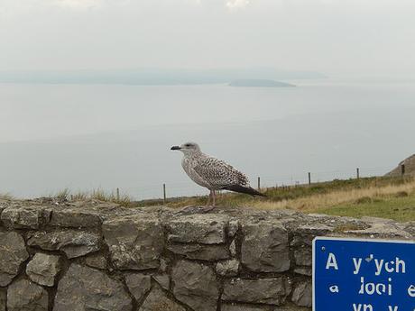 Great Ormes Head