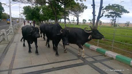 Marina at random - puddles of water - rough sea - new born calf and buffaloes walking !!!