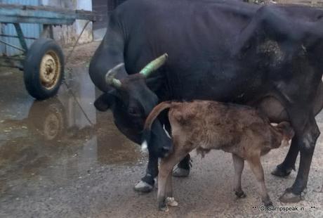 Marina at random - puddles of water - rough sea - new born calf and buffaloes walking !!!