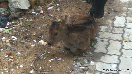 Marina at random - puddles of water - rough sea - new born calf and buffaloes walking !!!