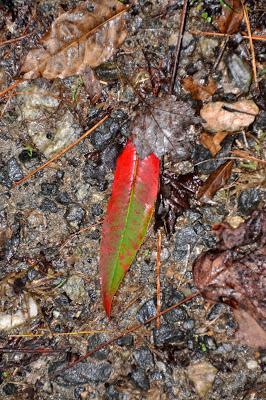 Flower, Lichen, Leaves, and a Rather Naughty Pepper