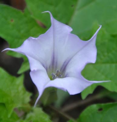 Flower, Lichen, Leaves, and a Rather Naughty Pepper