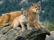 Poison Killed Mountain Lion Known P-34