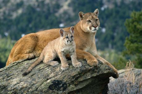 Rat poison killed the mountain lion known as P-34