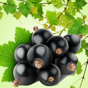 Black Currant Original Fragrance Oil