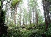 Case Restoration Redwoods