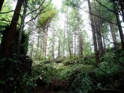 The Case for Restoration in the Redwoods