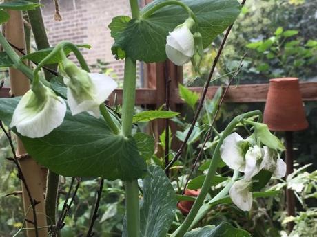 peas flowering