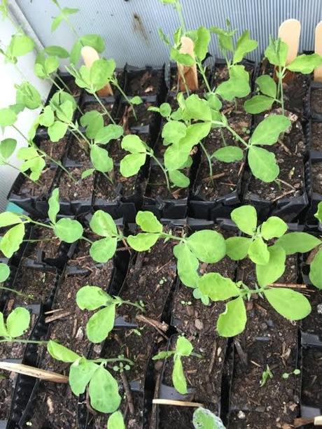 peas in coldframe