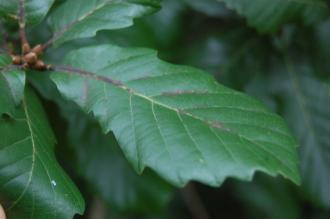Quercus faginea Leaf (08/11/2015, Kew Gardens, London)