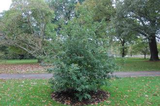 Quercus faginea (08/11/2015, Kew Gardens, London)
