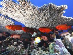 Can we halt biodiversity loss in 15 years? Yes we can!