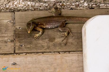 Lizard on the boardwalk making an appearance for us.