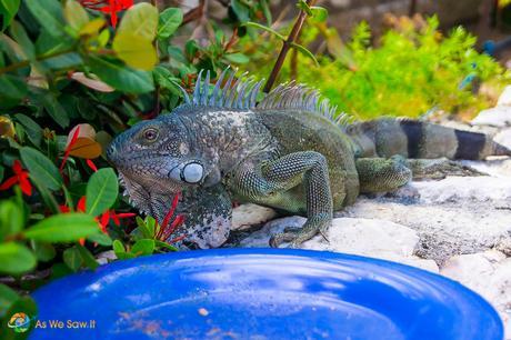 Feeling sick, this Iguana visits our poolside rest.