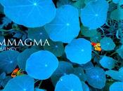 Review: Ummagma Frequency