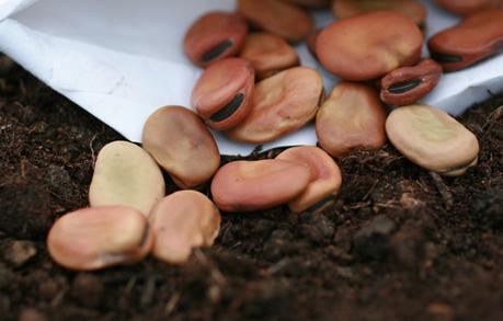 autumn sow broad beans