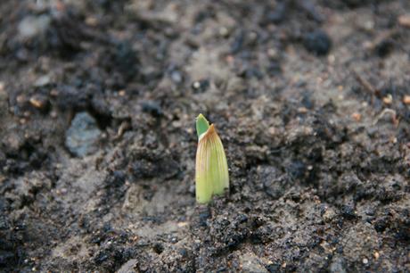 cristo garlic growing