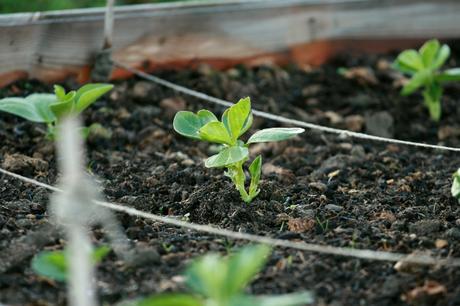 broad bean seedlings