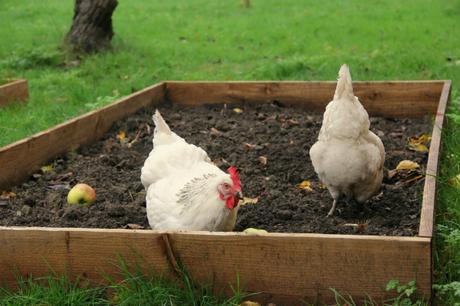 chickens in the veg garden 