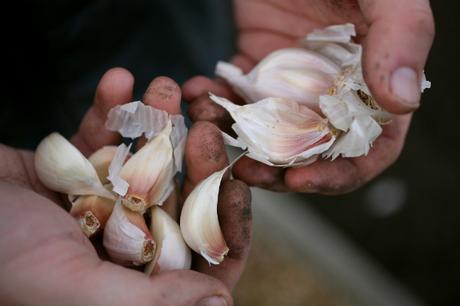 planting garlic