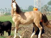 Learn About Faithful Horse Saved Life Owner Marwari “Chetak”