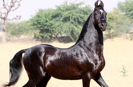 Learn about a faithful horse who saved the life of his owner – The Marwari horse “Chetak”